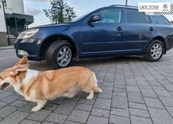 Универсал 5 дверей Skoda Octavia 2009 в Львове