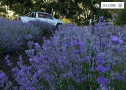 Пикап двойная кабина Volkswagen Amarok I 2015 в Липовой Долине